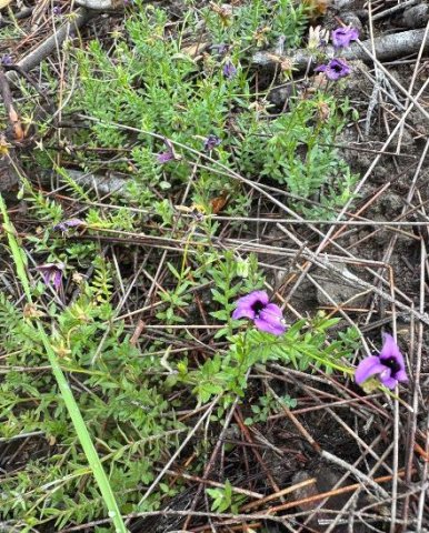 Monopsis unidentata subsp. unidentata leaves